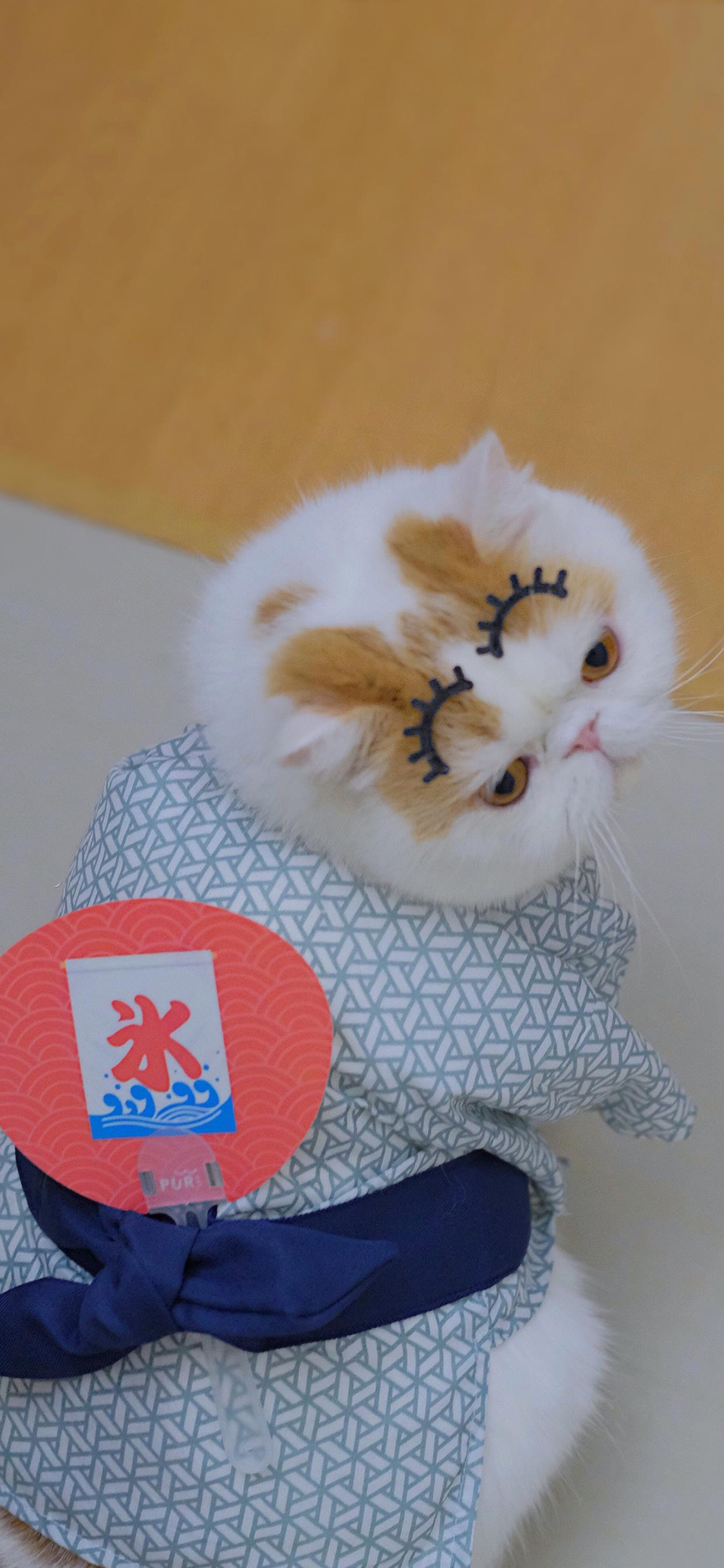 [2436×1125]三宝猪猪 猫咪 宠物 网红猫 扇子 苹果手机壁纸图片