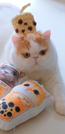 [2436x1125]三宝猪猪 猫咪 宠物 网红猫 抱枕 苹果手机壁纸图片