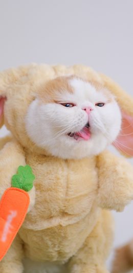 [2436x1125]三宝猪猪 猫咪 宠物 网红猫 服饰 苹果手机壁纸图片