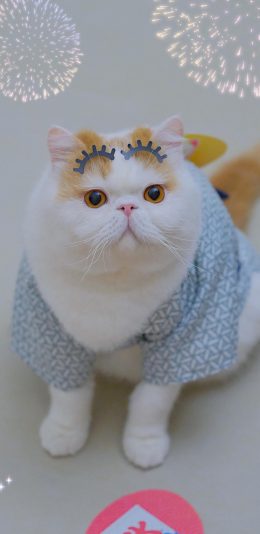 [2436x1125]三宝猪猪 猫咪 宠物 网红猫 眉毛 苹果手机壁纸图片