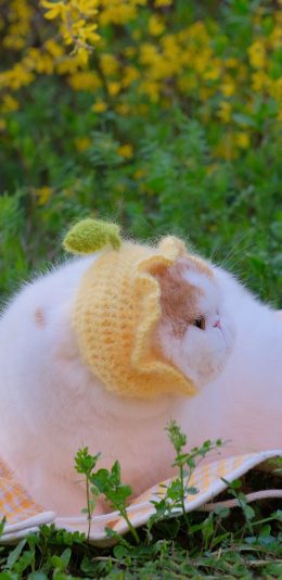 [2436x1125]三宝猪猪 猫咪 宠物 网红猫 草地 苹果手机壁纸图片