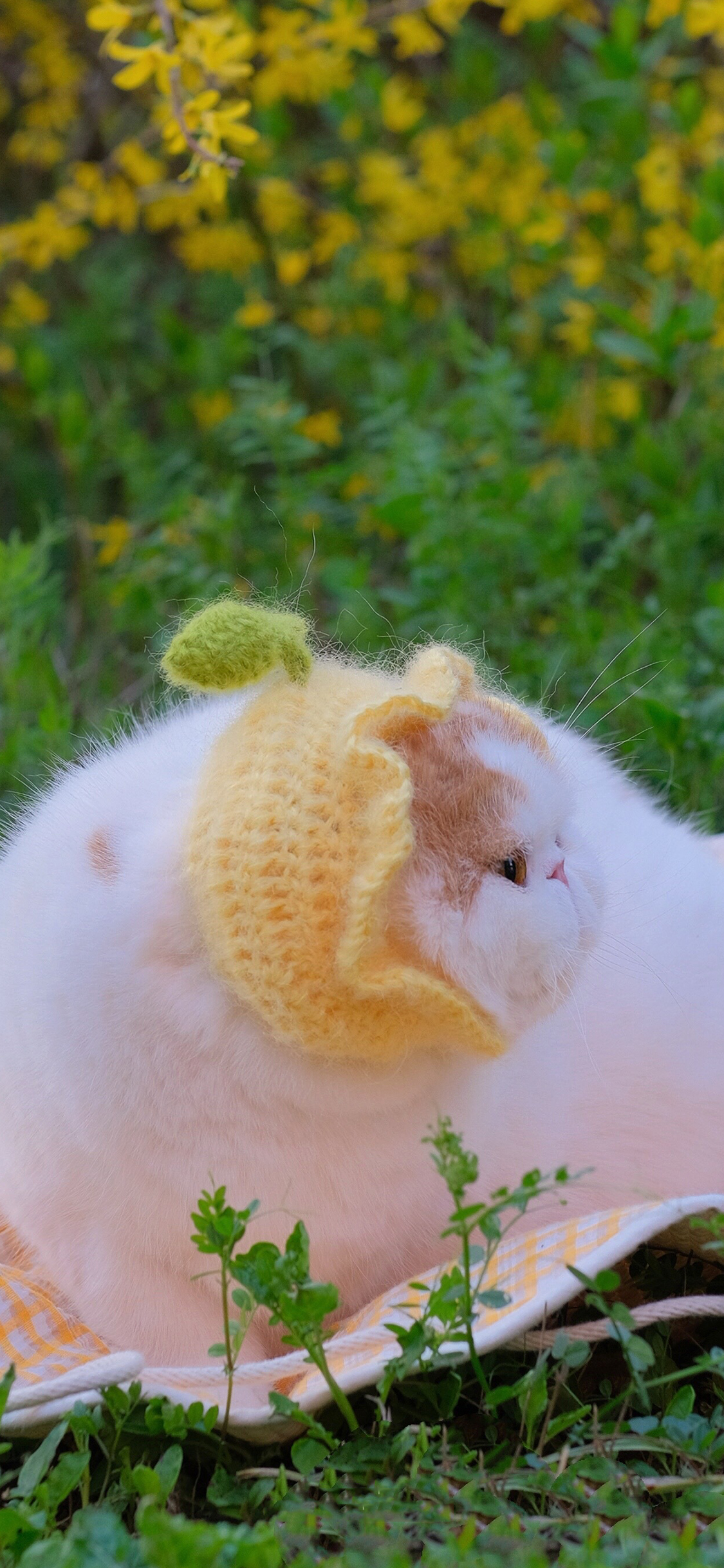 [2436×1125]三宝猪猪 猫咪 宠物 网红猫 草地 苹果手机壁纸图片