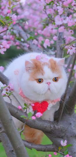 [2436x1125]三宝猪猪 猫咪 宠物 网红猫 鲜花 枝干 苹果手机壁纸图片
