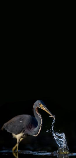 [2436x1125]三色鹭 鸟 捕食 小鱼 苹果手机壁纸图片