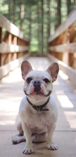 [2436x1125]丑萌 汪星人 斗牛犬 宠物狗 苹果手机壁纸图片