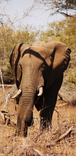 [2436x1125]丛林 大象 憨厚 象牙 庞大 苹果手机壁纸图片
