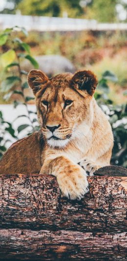 [2436x1125]丛林之王 狮子 母狮 休息 苹果手机壁纸图片