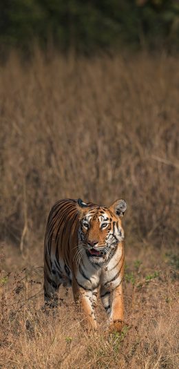 [2436x1125]丛林之王 老虎 凶猛 肉食动物 苹果手机壁纸图片