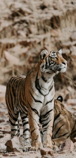 [2436x1125]丛林之王 老虎 凶猛 食肉动物 苹果手机壁纸图片
