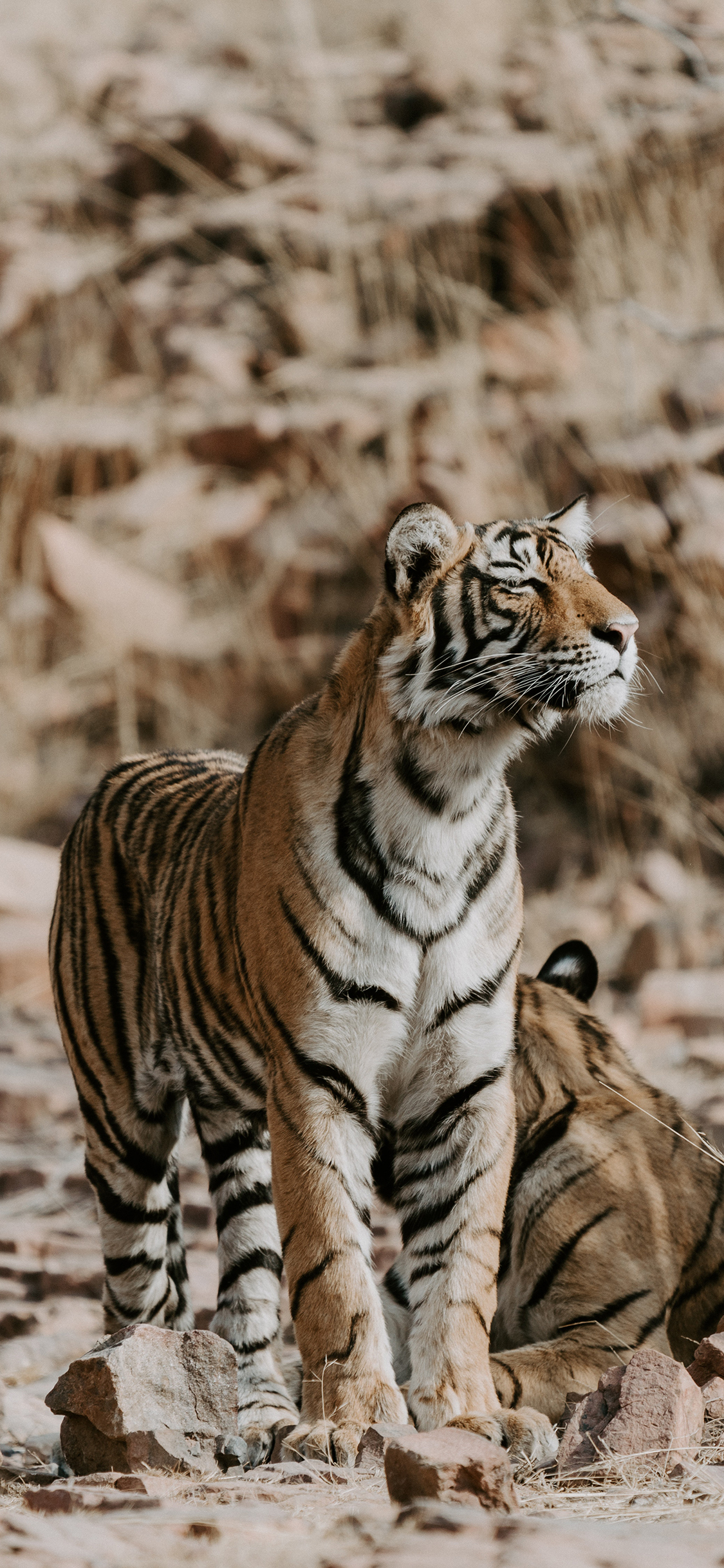 [2436×1125]丛林之王 老虎 凶猛 食肉动物 苹果手机壁纸图片