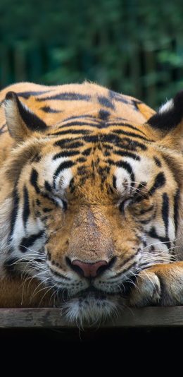 [2436x1125]丛林之王 老虎 睡觉 食肉 苹果手机壁纸图片