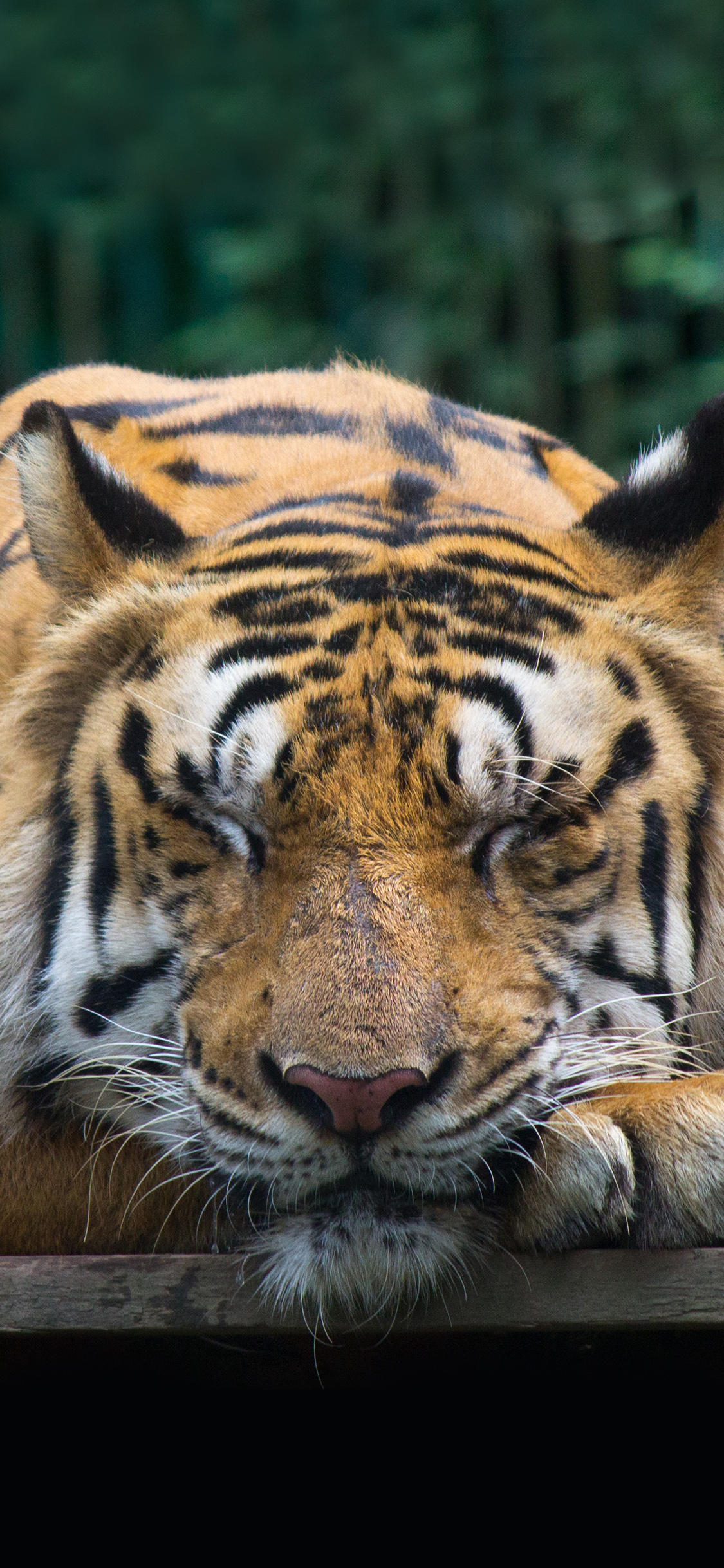 [2436×1125]丛林之王 老虎 睡觉 食肉 苹果手机壁纸图片
