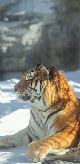 [2436x1125]东北虎 老虎 雪地 猛兽 凶猛 苹果手机壁纸图片