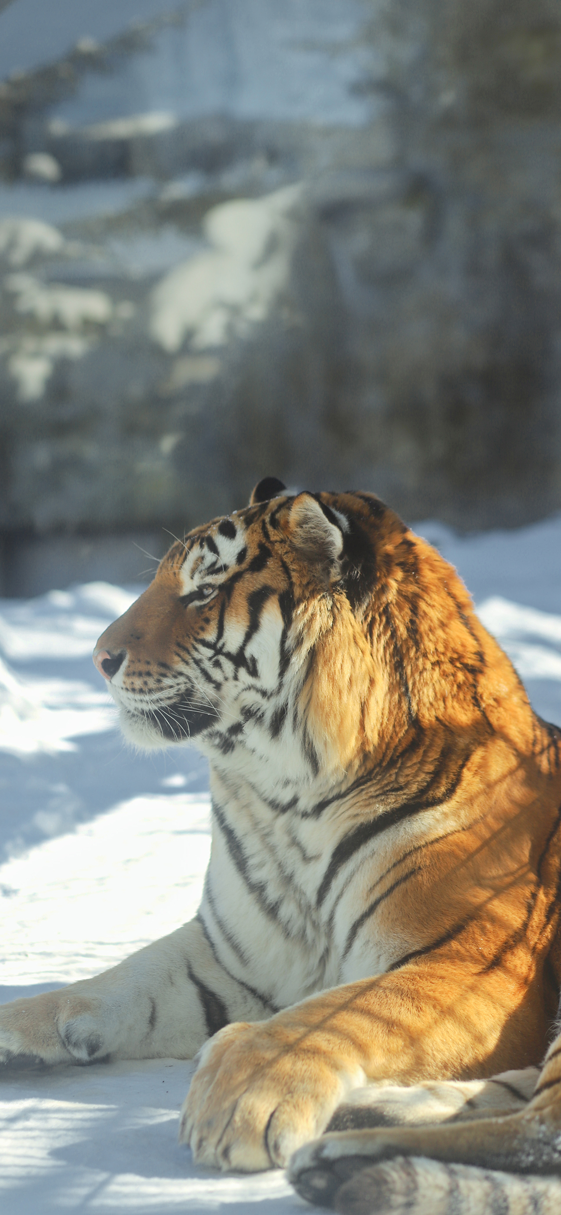 [2436×1125]东北虎 老虎 雪地 猛兽 凶猛 苹果手机壁纸图片