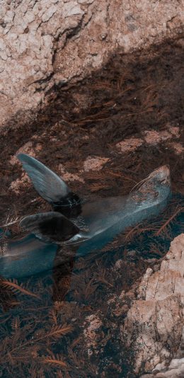 [2436x1125]两栖动物 海豹 仰泳 水 苹果手机壁纸图片