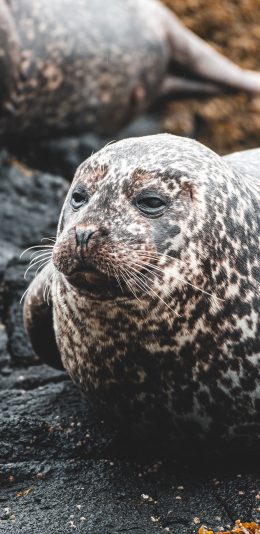 [2436x1125]两栖动物 海豹 呆萌 岩石 苹果手机壁纸图片
