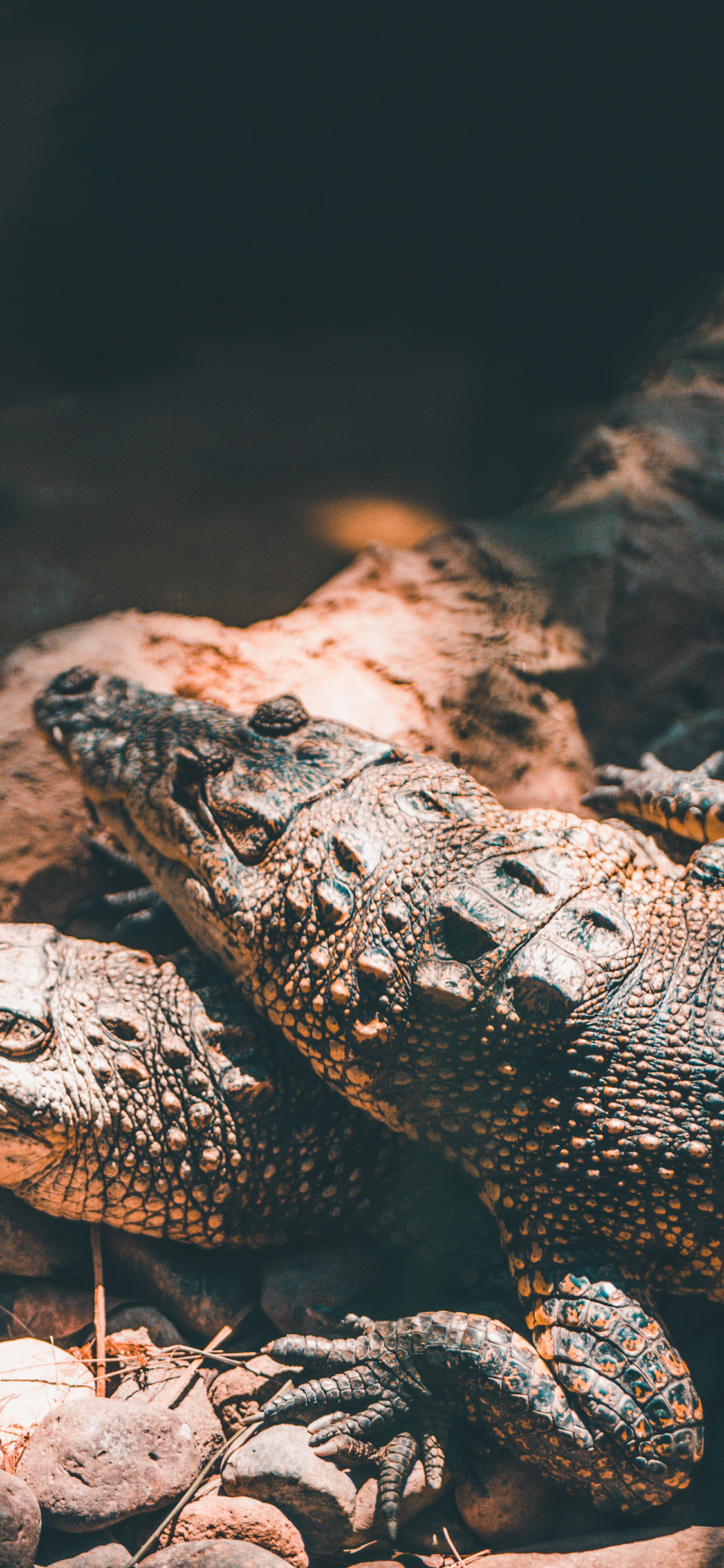 [2436×1125]两栖动物 鳄鱼 凶残 食肉 苹果手机壁纸图片
