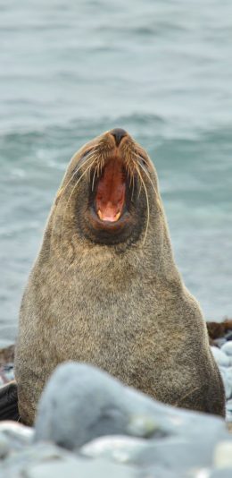 [2436x1125]两栖类 海豹 海岸 张嘴 苹果手机壁纸图片