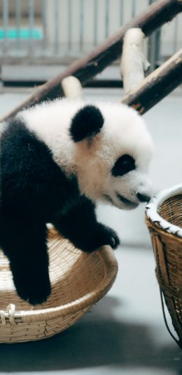 [2436x1125]中国国宝 熊猫 黑白 可爱 苹果手机壁纸图片