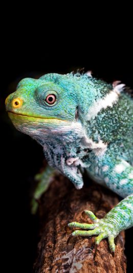 [2436x1125]中国水龙 蜥蜴 宠物 鳞片 苹果手机壁纸图片