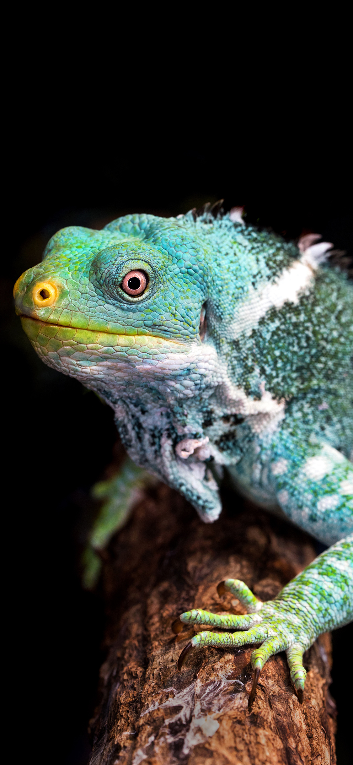 [2436×1125]中国水龙 蜥蜴 宠物 鳞片 苹果手机壁纸图片