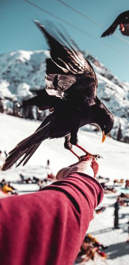 [2436x1125]乌鸦 飞鸟 黑色 栖息 苹果手机壁纸图片