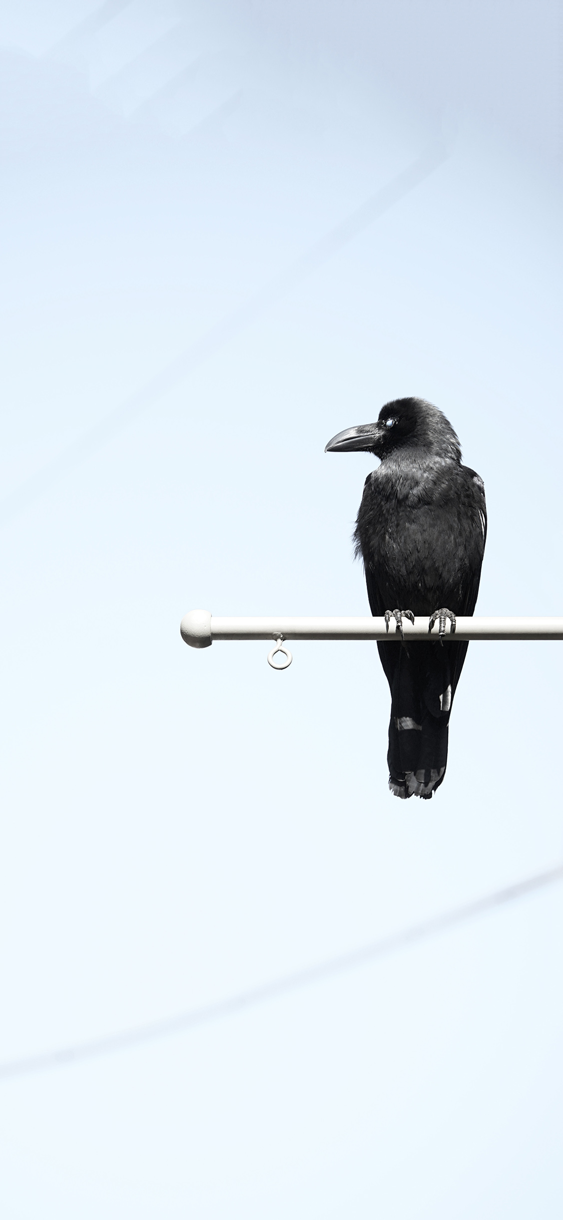 [2436×1125]乌鸦 鸟 栖息 羽毛 喙 苹果手机壁纸图片