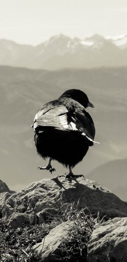 [2436x1125]乌鸦 鸟 黑白 羽毛 高山 山峰 苹果手机壁纸图片