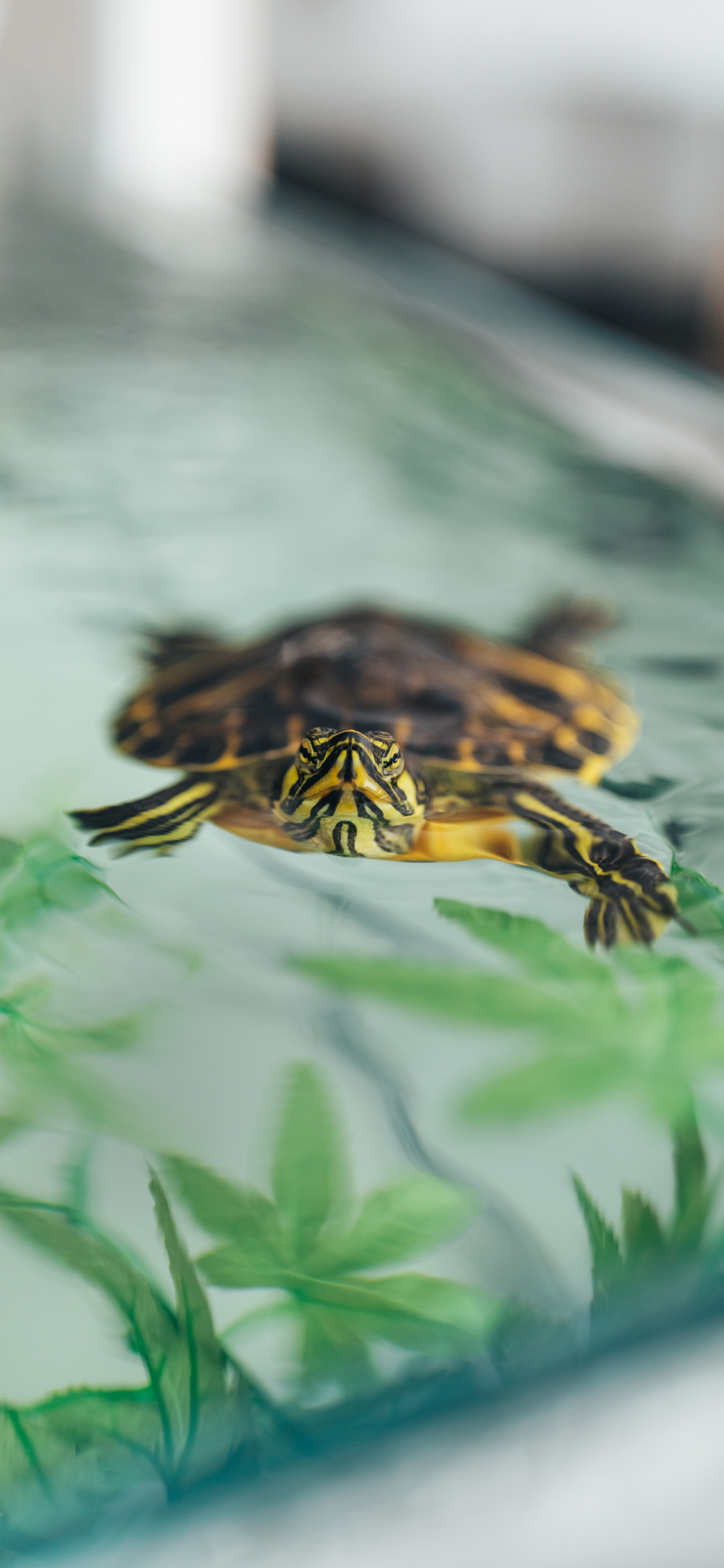 [2436×1125]乌龟 小龟 宠物 爬行 苹果手机壁纸图片
