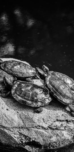 [2436x1125]乌龟 岩石 养殖 池水 苹果手机壁纸图片