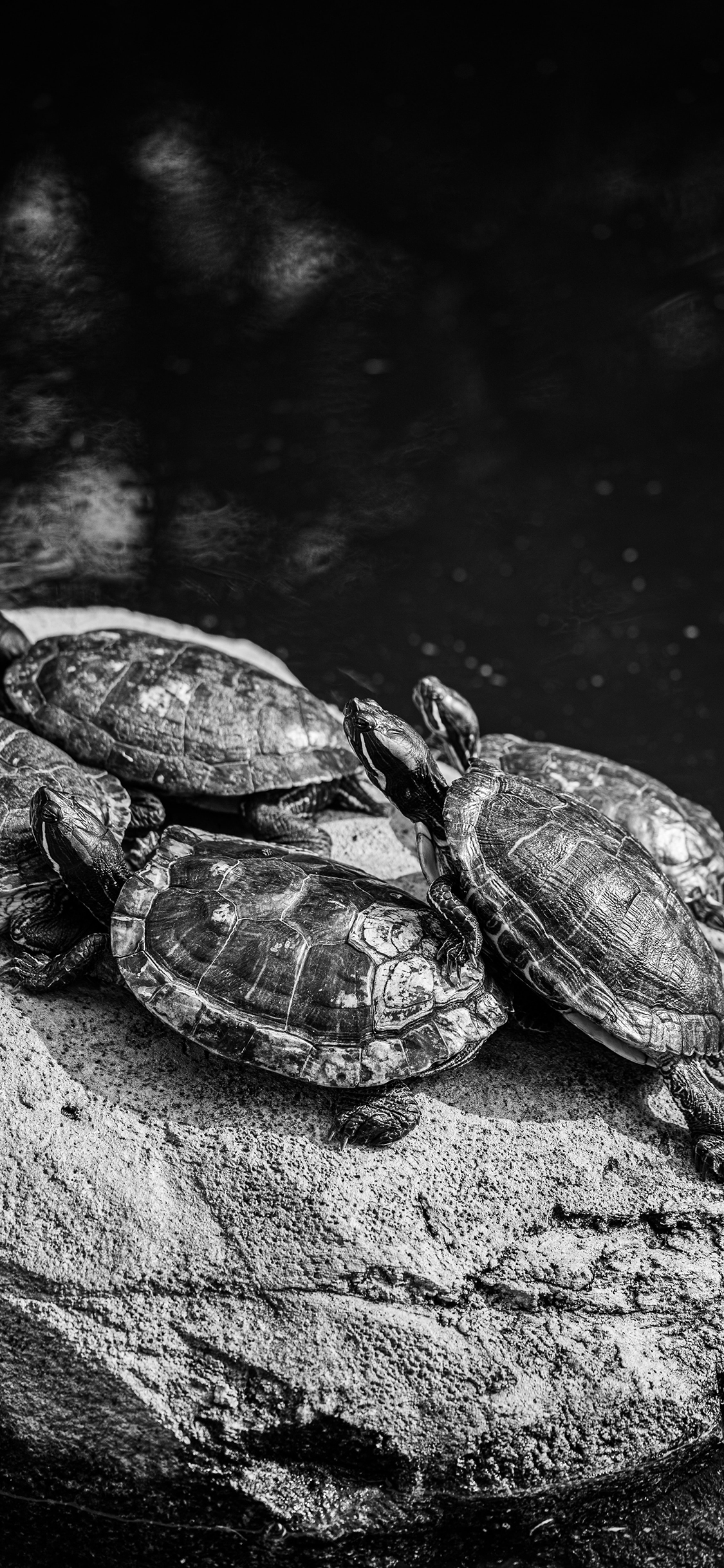 [2436×1125]乌龟 岩石 养殖 池水 苹果手机壁纸图片