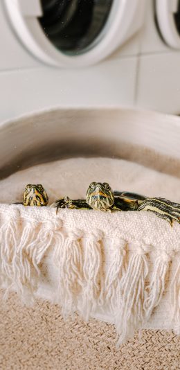 [2436x1125]乌龟 毛毯 爬行 宠物 苹果手机壁纸图片