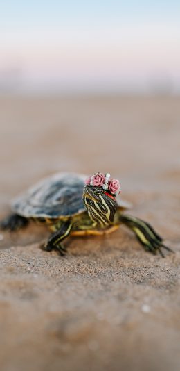 [2436x1125]乌龟 沙地 花环 爬行 苹果手机壁纸图片