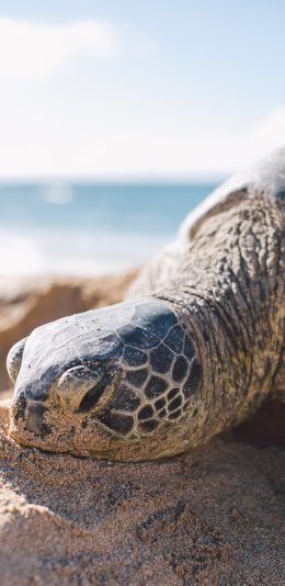 [2436x1125]乌龟 沙滩 海龟 长寿 苹果手机壁纸图片