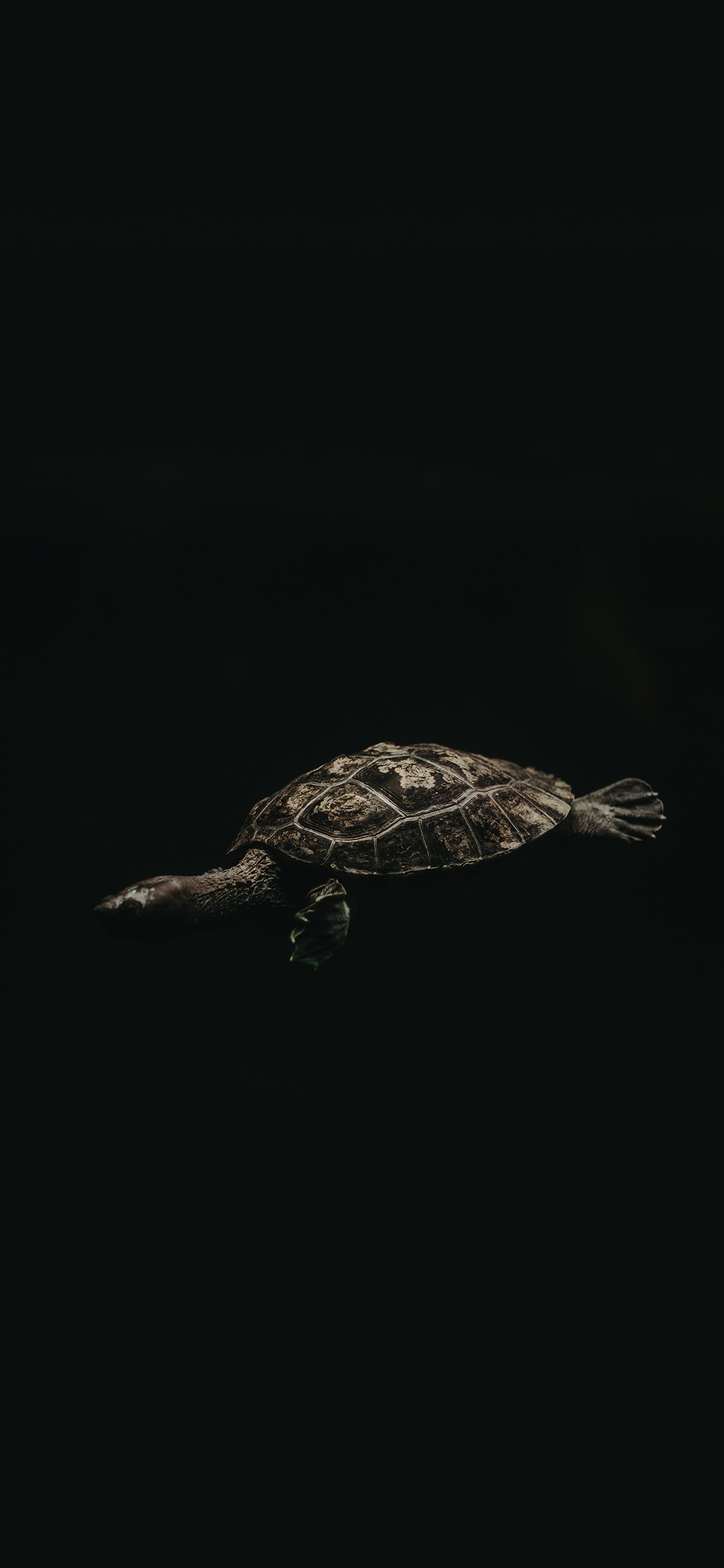 [2436×1125]乌龟 海龟 特写 黑 苹果手机壁纸图片
