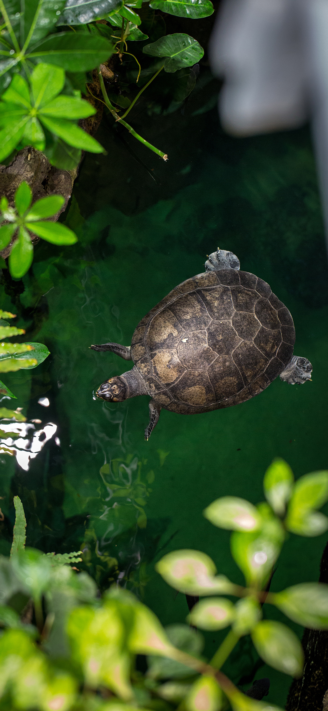 [2436×1125]乌龟 游水 龟壳 长寿 苹果手机壁纸图片