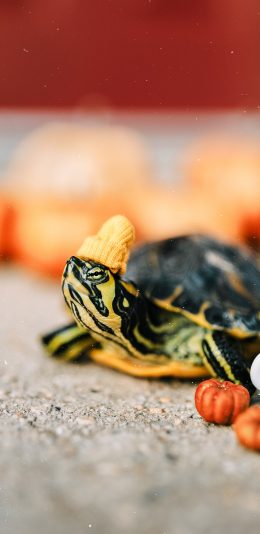 [2436x1125]乌龟 爬行 宠物龟 观赏 苹果手机壁纸图片