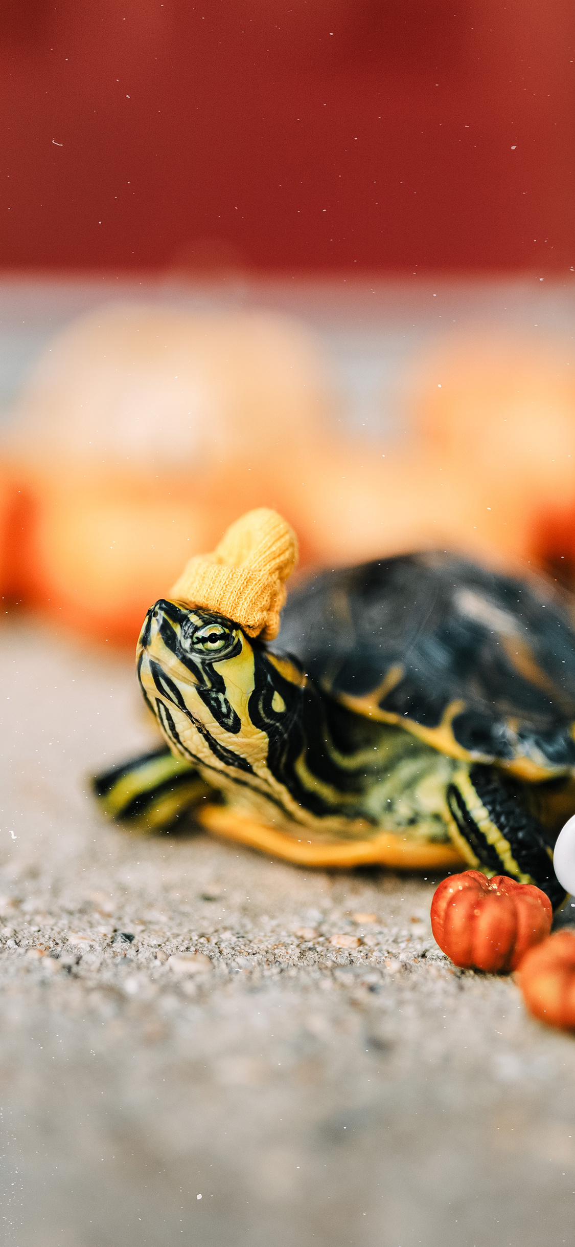 [2436×1125]乌龟 爬行 宠物龟 观赏 苹果手机壁纸图片