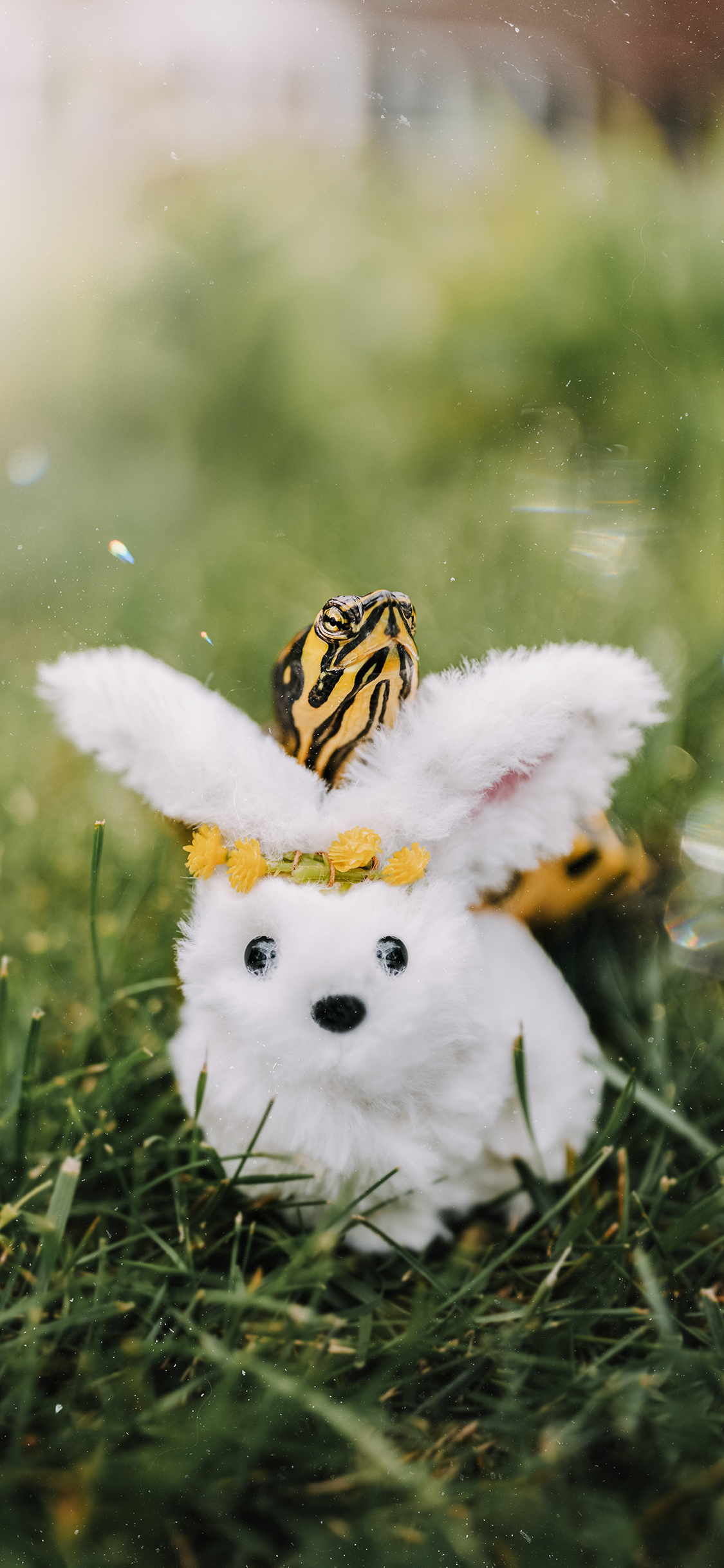 [2436×1125]乌龟 草地 玩具 兔子 苹果手机壁纸图片