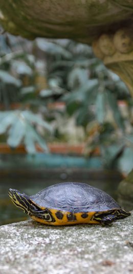 [2436x1125]乌龟 龟类 陆龟 爬行 苹果手机壁纸图片