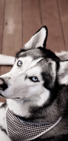 [2436x1125]二哈 哈士奇 宠物 皮毛 苹果手机壁纸图片