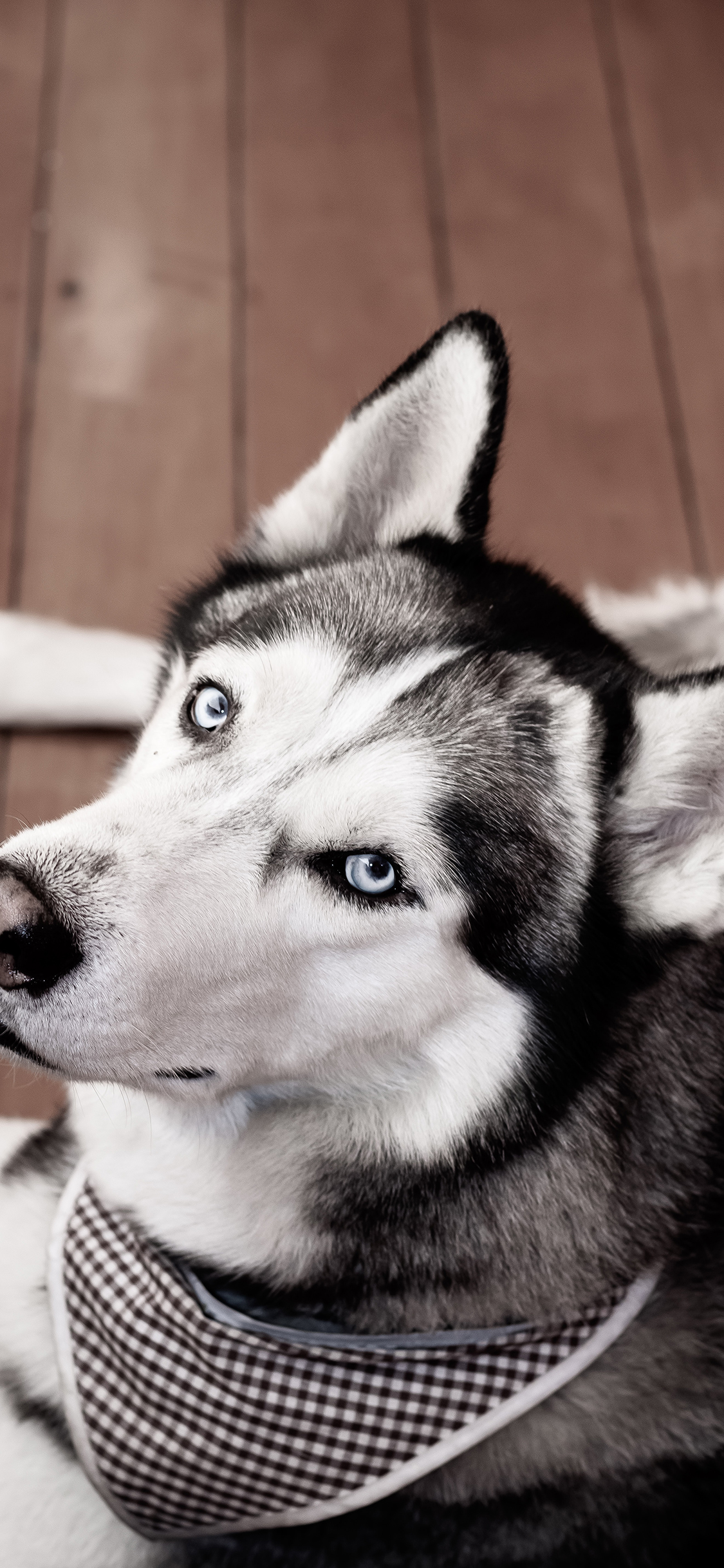 [2436×1125]二哈 哈士奇 宠物 皮毛 苹果手机壁纸图片