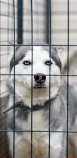 [2436x1125]二哈 哈士奇 宠物 笼子 狗 犬 苹果手机壁纸图片