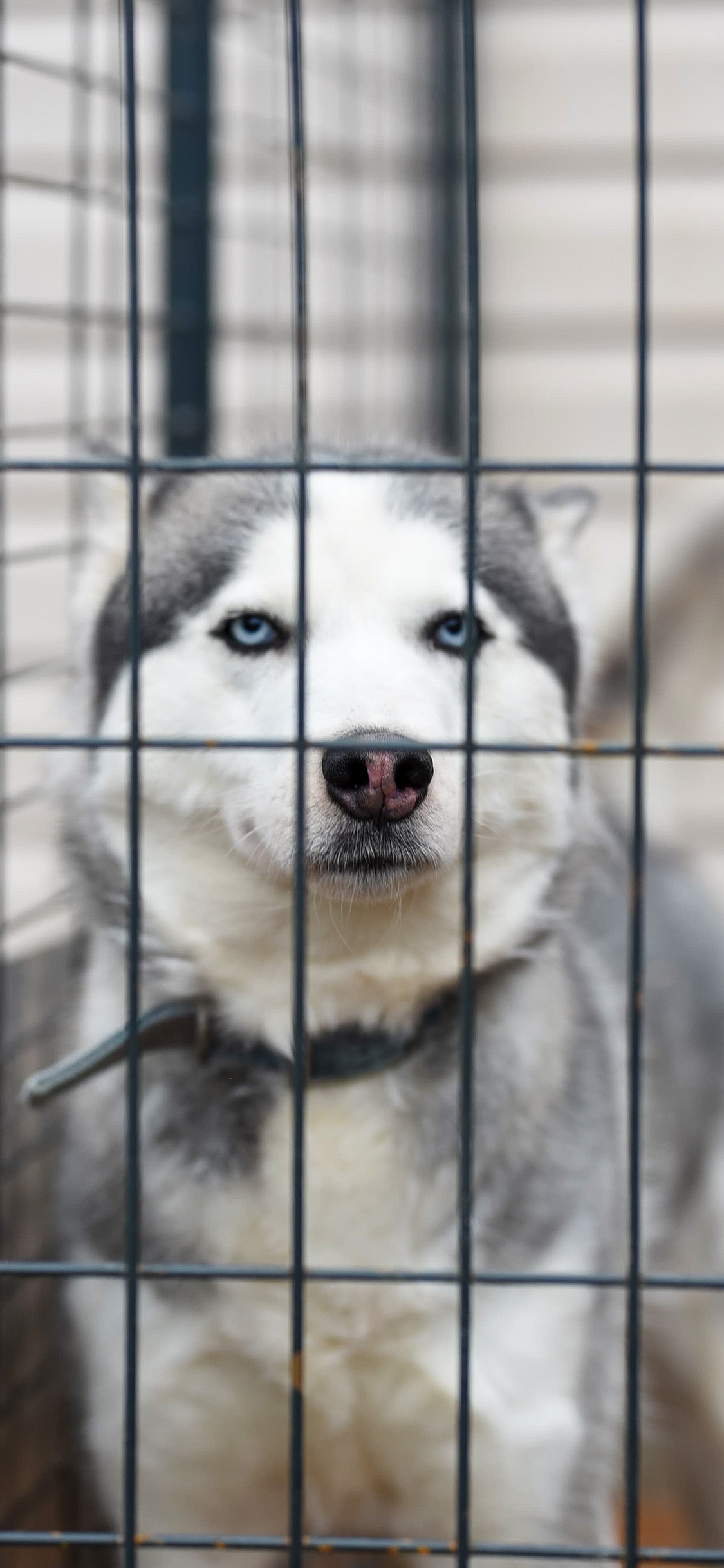[2436×1125]二哈 哈士奇 宠物 笼子 狗 犬 苹果手机壁纸图片