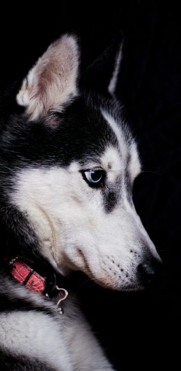 [2436x1125]二哈 哈士奇 宠物 项圈 苹果手机壁纸图片