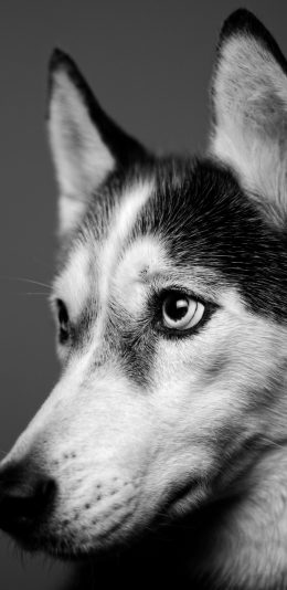 [2436x1125]二哈 哈士奇 黑白 宠物 犬类 苹果手机壁纸图片