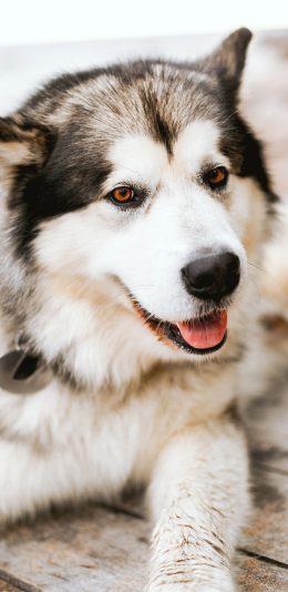 [2436x1125]二哈 宠物 皮毛 哈士奇 苹果手机壁纸图片