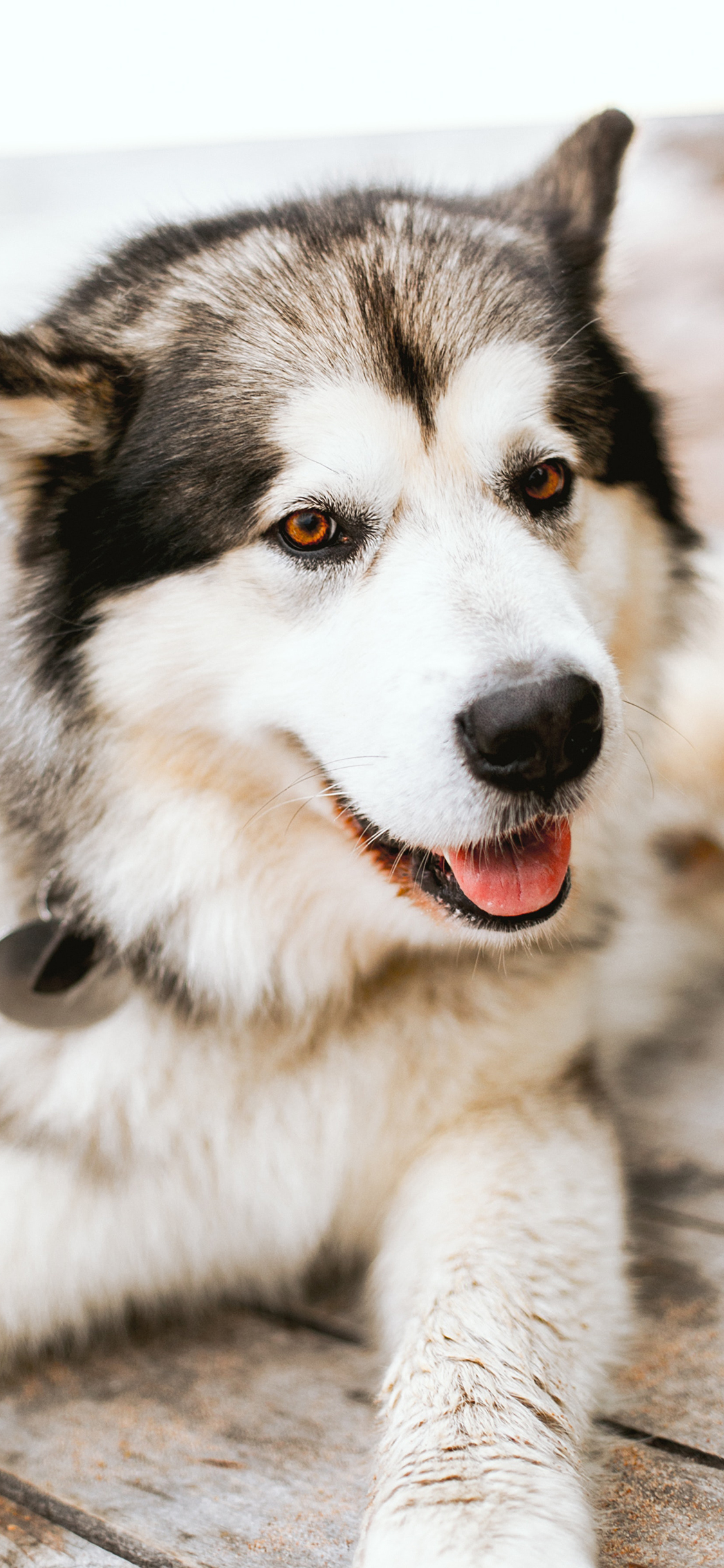 [2436×1125]二哈 宠物 皮毛 哈士奇 苹果手机壁纸图片