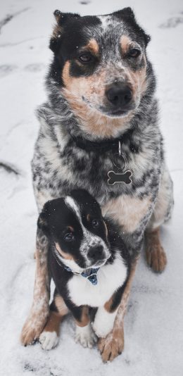 [2436x1125]亲子 雪地 边牧 项圈 狗牌 苹果手机壁纸图片