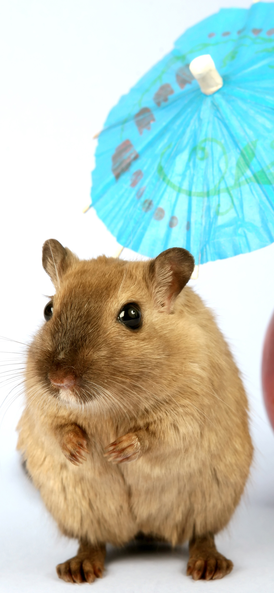 [2436×1125]仓鼠 动物 宠物 皮毛 苹果手机壁纸图片